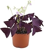 Oxalis triangularis'Mijke' - essbarer Purpur Klee - mit der typischen lila/violetten Kleeblättern - das robuste Trendgewächs 2018